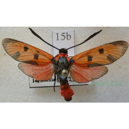 Zygaena laeta (Hübner, 1790) Austria15b